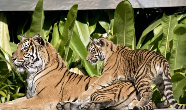 the young tiger cub is playing with the older tiger