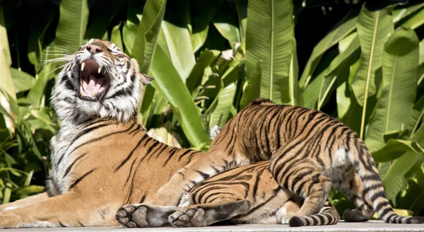 Jonge Tiger Cub Hindert Oude Tijger — Stockfoto