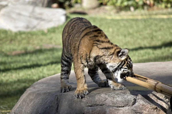 the young tiger cub is playing with a bamboo log