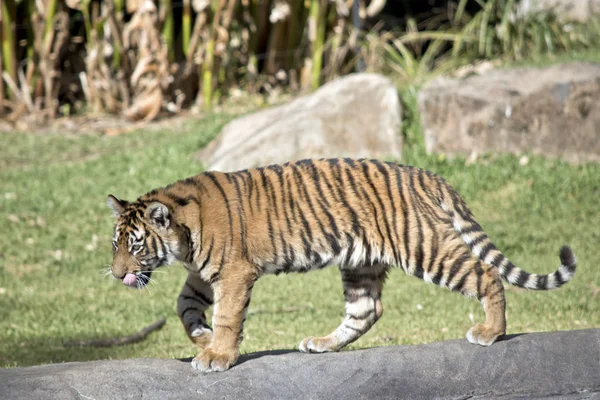 Tigern Promenader Och Slickar Hans Läppar — Stockfoto