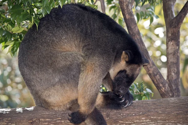 the Lumholtz\'s Tree kangaroo is in a tree resting