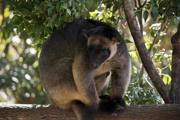 the Lumholtz\'s Tree kangaroo is in a tree resting