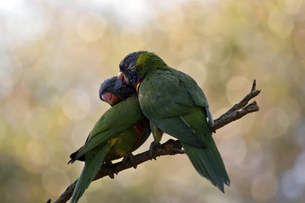Two Rainbow Lorikeets Preen Each Other — Stock Photo, Image