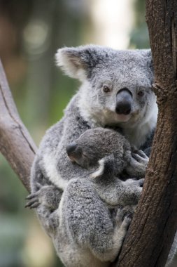 yaprakları yemek yerken onun joey koala kucaklamaları