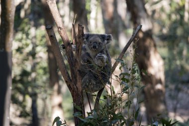 yaprakları yemek yerken onun joey koala kucaklamaları