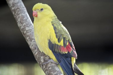 regent parrot yakın bu