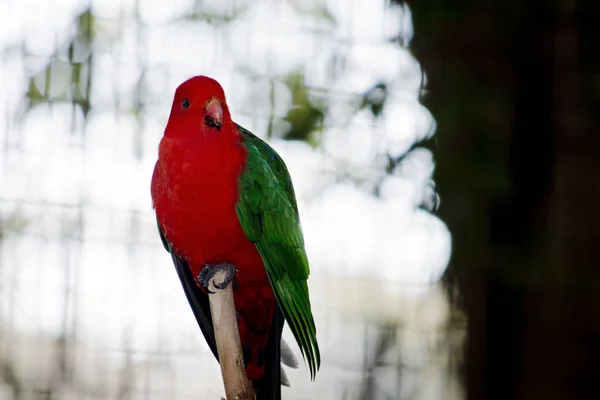Australijski King Parrot Jest Siedzący Gałęzi — Zdjęcie stockowe