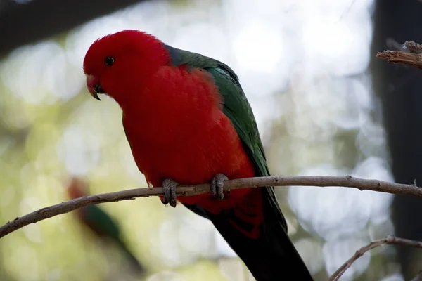 Loro Rey Australiano Está Descansando Arbusto —  Fotos de Stock