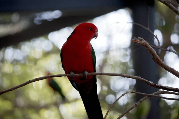 Avustralya Kral Papağan Bir Bush Dinleniyor — Stok fotoğraf