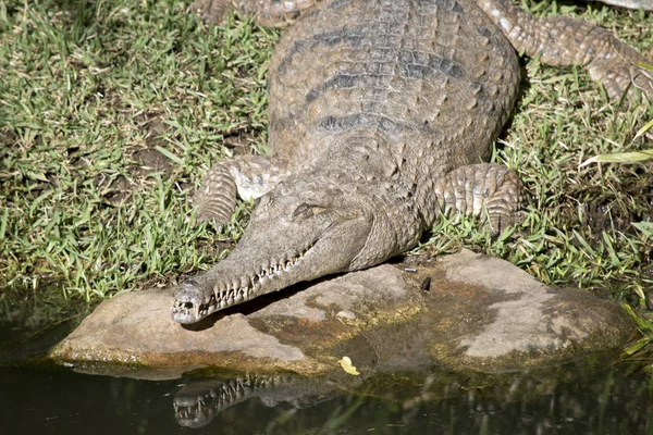 Crocodilo Água Doce Está Entrando Água — Fotografia de Stock