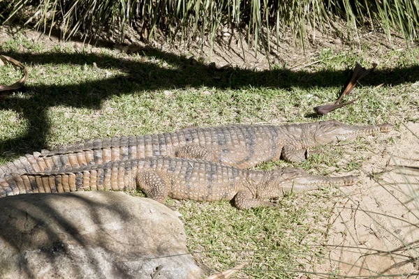 Die Beiden Süßwasserkrokodile Ruhen Sich Der Sonne Aus — Stockfoto