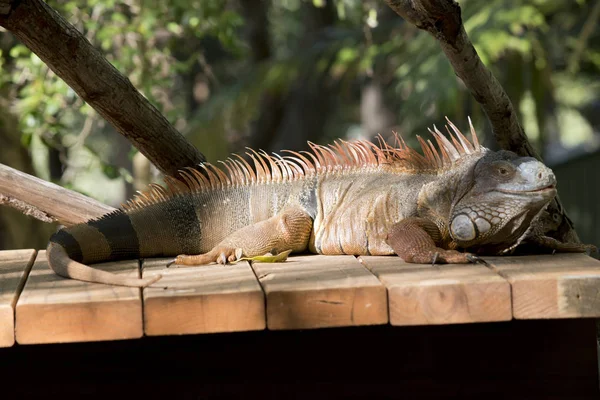 Questa Una Vista Laterale Iguana Verde — Foto Stock