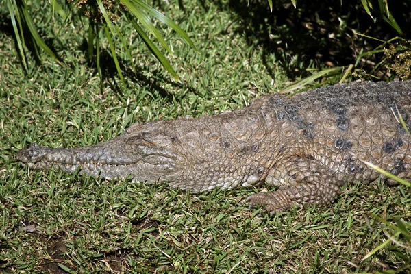 Detta Närbild Sötvatten Krokodil — Stockfoto