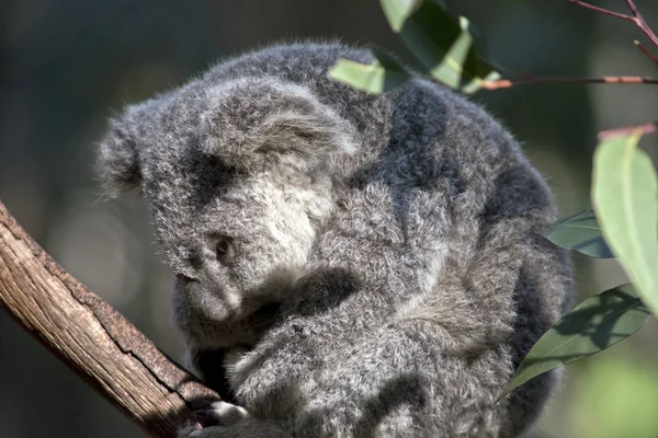 Joey Koala Resting Tree — Stock Photo, Image