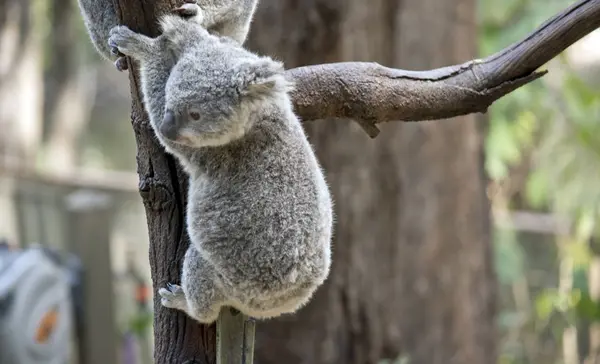 Joey Koalaen Försöker Ner Trädet — Stockfoto