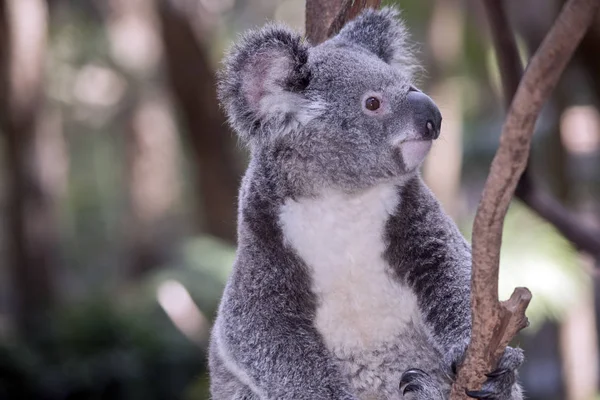 Dit Een Afsluiting Van Een Koala Joey — Stockfoto