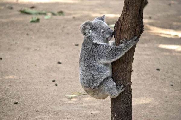 Der Joey Koala Versucht Auf Den Baum Steigen — Stockfoto