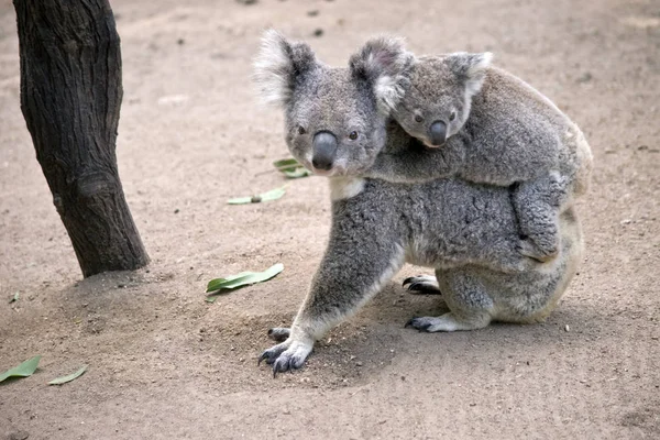 Koala Está Caminando Entre Los Árboles Llevando Joey Espalda — Foto de Stock
