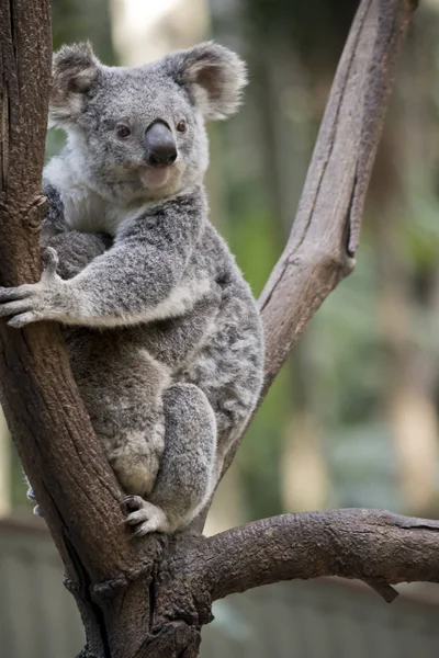 Koala Rust Oin Vork Van Een Boom Met Haar Joe — Stockfoto