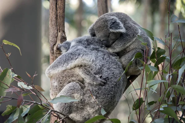 Mère Koala Étreint Joey Tandis Second Jooey Repose Sur Son — Photo