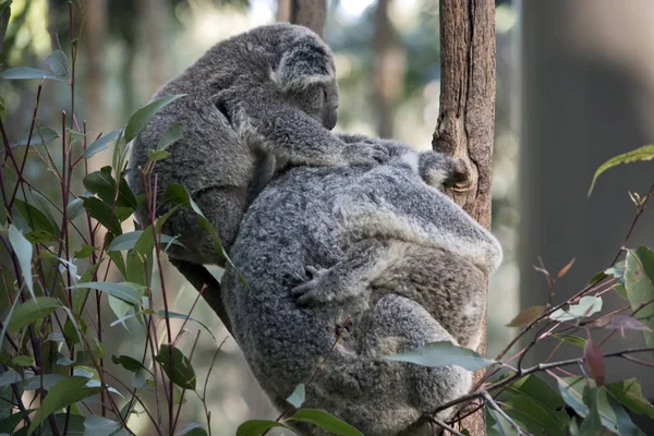 Mère Koala Étreint Joey Tandis Second Jooey Repose Sur Son — Photo