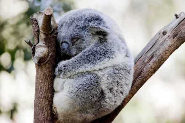 Der Koala Schläft Oben Einem Baum — Stockfoto