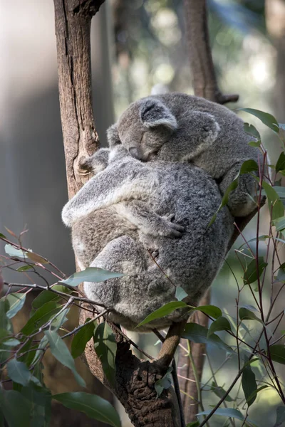 Madre Koala Está Abrazando Joey Mientras Segundo Jooey Está Descansando —  Fotos de Stock