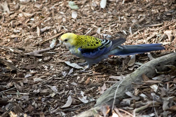 Side View Pale Headed Rosella — Stock Photo, Image