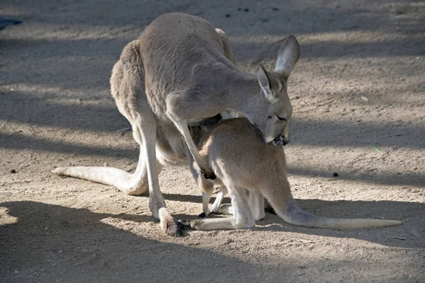 Red Kangaroo Joey Feeding Pouch — Stock Photo, Image