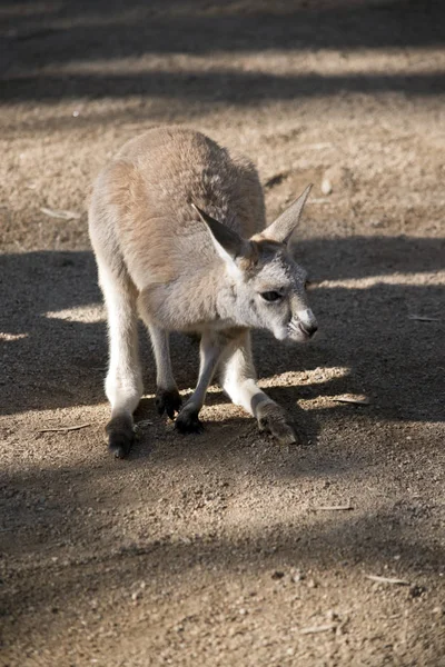 Den Röda Kängurun Joey Vilar Fältet — Stockfoto