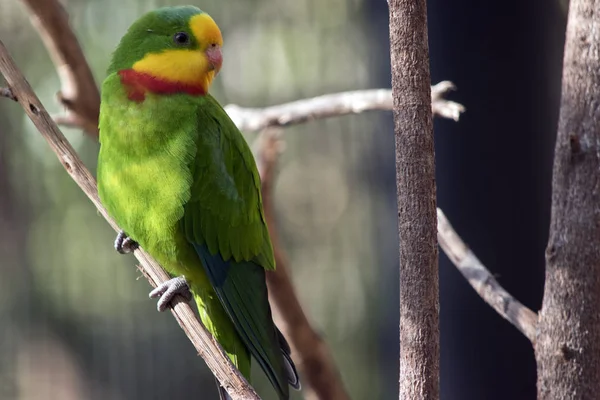 Superbe Perroquet Est Perché Dans Arbre — Photo