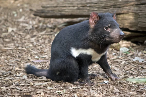 Diablo Tasmania Descansa Sobre Las Hojas — Foto de Stock