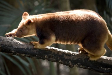 Bu bir ağaç kangurusu yan görünümüdür