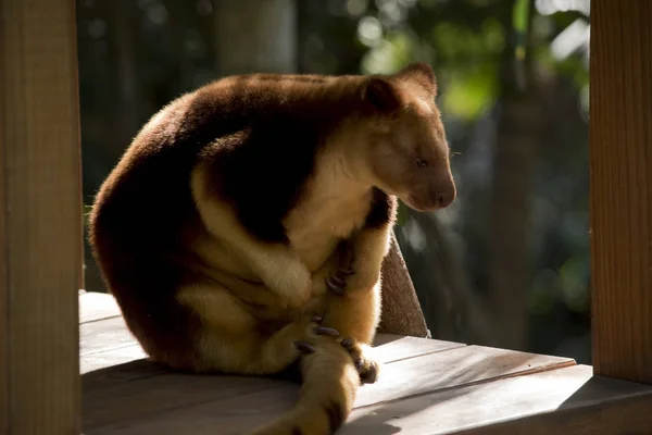 Ağaç Kangurusu Bir Dinlenme Oturuyor — Stok fotoğraf