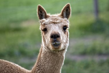 bir alpaka yakın bu