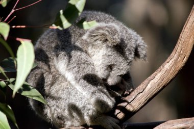 Bu joey koala bir ağaçta dinleniyor