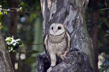 maskeli baykuş sadece ağaç boş dışarı tırmanmaya