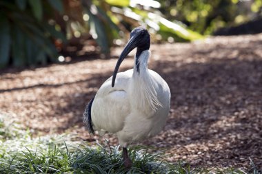 Beyaz bir Ibis yakın bu
