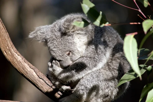 Dit Koala Joey Rustend Een Boom — Stockfoto