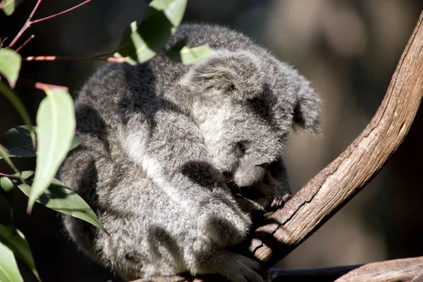 Joey Koala Repose Dans Arbre — Photo
