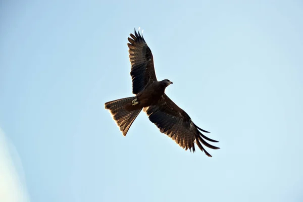 Black Kite Soaring High Sky — Stock Photo, Image