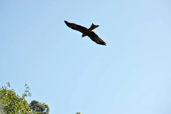 黒凧が空にそびえ立つ — ストック写真