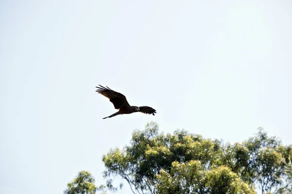 Black Kite Soaring High Sky — Stock Photo, Image