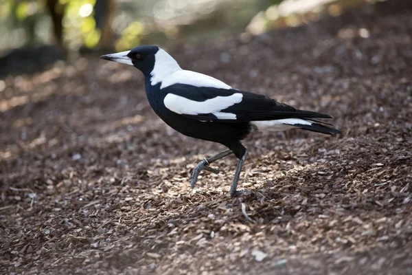 Skatan Går Marken Letar Efter Mat — Stockfoto