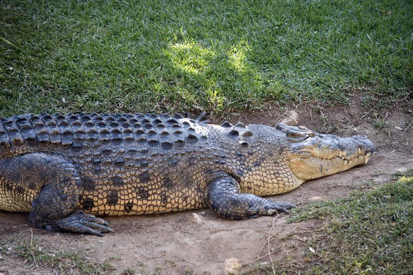 Est Une Vue Côté Crocodile Eau Salée — Photo