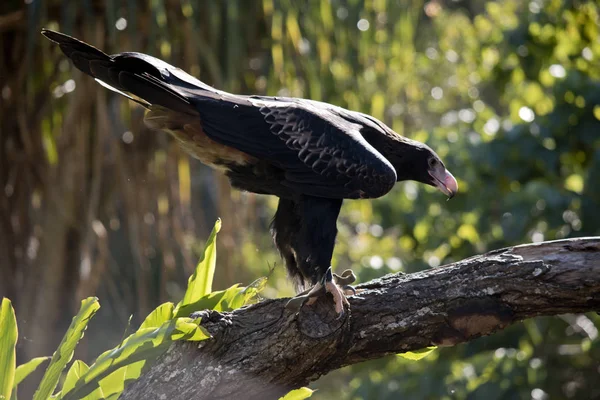 这是一个楔形尾鹰的侧视图 — 图库照片