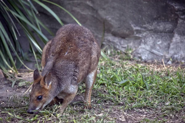 Wallaby Está Comendo Grama Campo — Fotografia de Stock