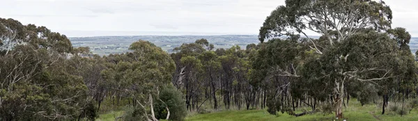 这是一个老 Noarlunga 的树和灌木丛的场景 — 图库照片