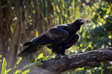 Bu bir kama kuyruklu kartalın yan görüntüsü.