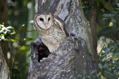 maskeli baykuş sadece ağaç boş dışarı çıktı